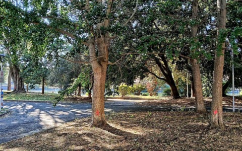 Croci arancioni sugli alberi: il Comune di Lavagna interviene sul caso Diga Perfigli