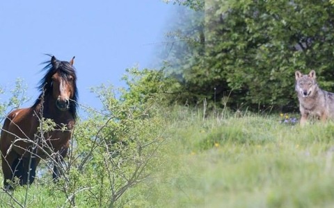 Eventi nelle Valli del Parco dell’Aveto: scopri cosa fare questa settimana