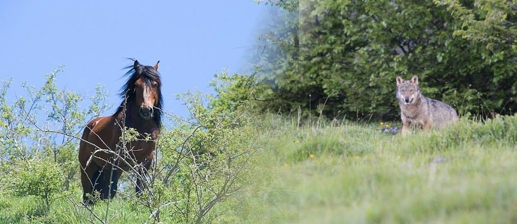 Eventi nelle Valli del Parco dell’Aveto: scopri cosa fare questa settimana
