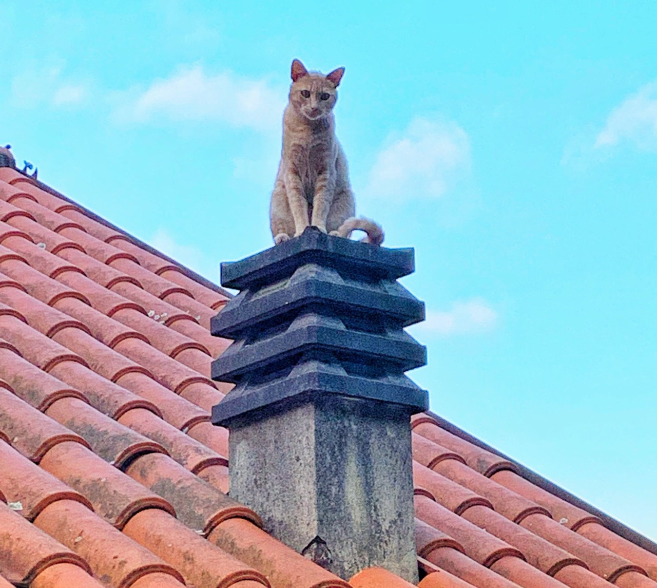 Iniziativa di Casarza Ligure per la protezione delle colonie feline e la lotta al randagismo