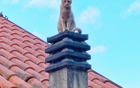 Iniziativa di Casarza Ligure per la protezione delle colonie feline e la lotta al randagismo