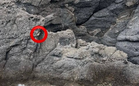 Intervento per salvare una capra bloccata su uno scoglio a Camogli