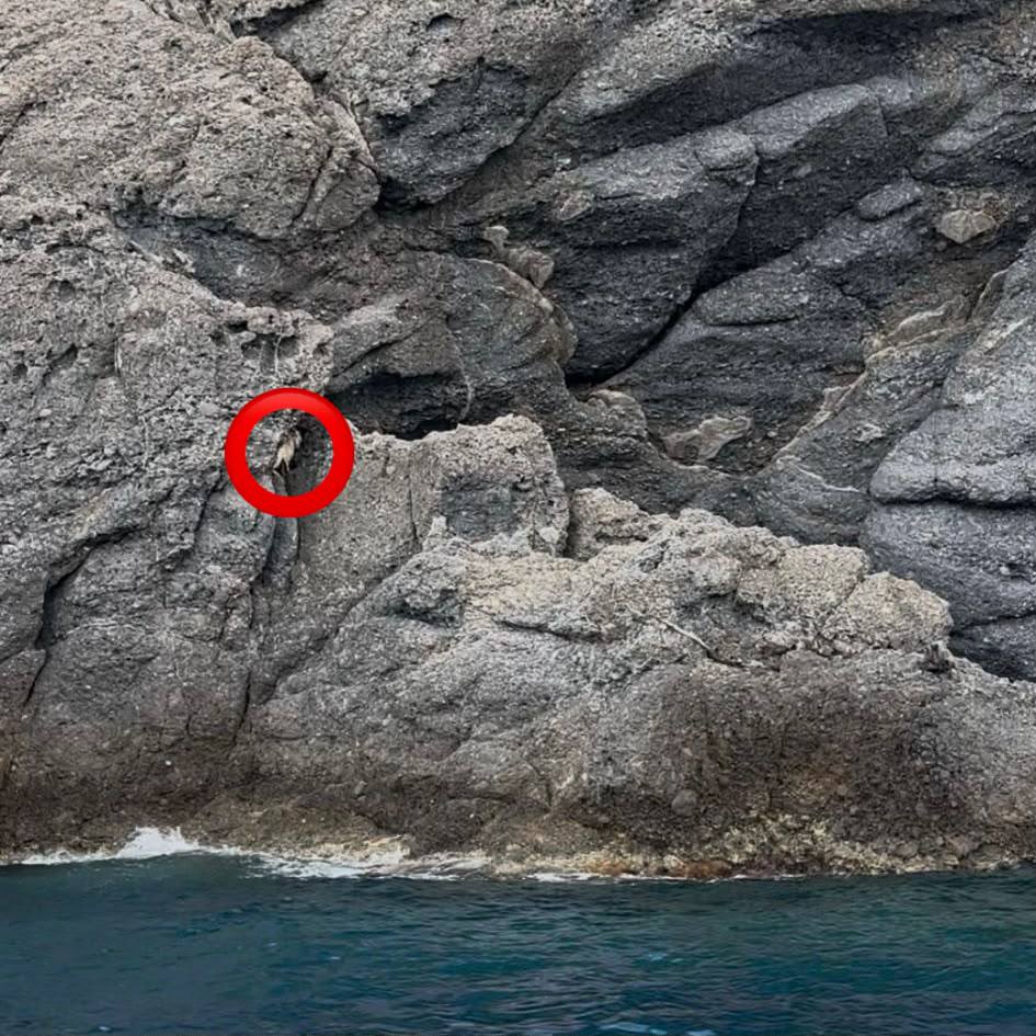 Intervento per salvare una capra bloccata su uno scoglio a Camogli