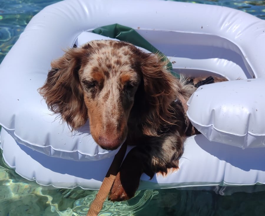 Simpatiche Zampette in Vacanza: Prosegue l’iniziativa!