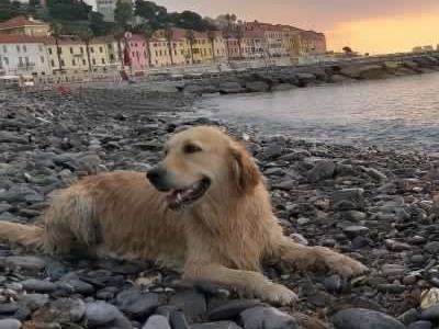 Zoe, la Golden retriever simbolo del Ponte Morandi, ci lascia