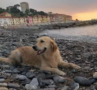 Zoe, la Golden retriever simbolo del Ponte Morandi, ci lascia